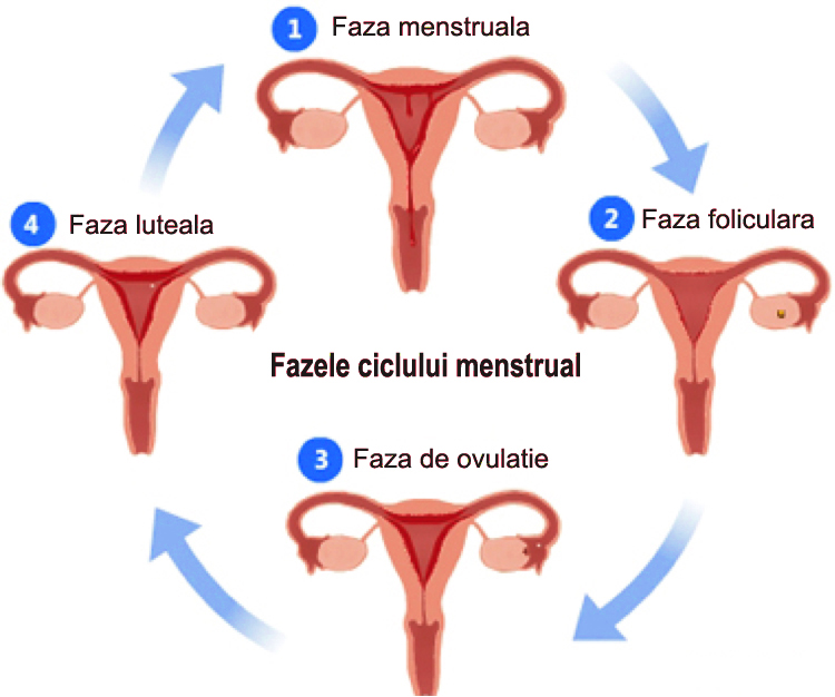 Ciclul menstrual - Perioade – Pagina de Nursing